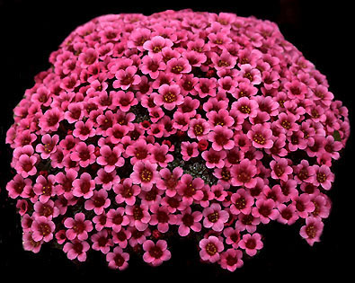 saxifraga_lismore_carmine.jpg (67810 bytes)