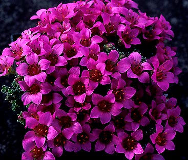 saxifraga_oppositifolia_norway.jpg (53874 bytes)