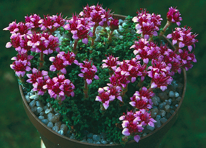 saxifraga_retusa.jpg (75983 bytes)