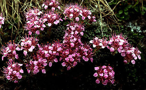 saxifraga_retusa_subsp._augustana.jpg (85187 bytes)