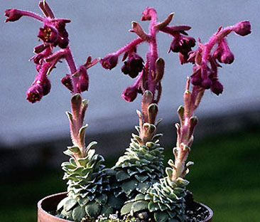 saxifraga_stribrnyi.jpg (44835 bytes)
