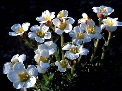 saxifraga_wendelboi.jpg (40659 bytes)