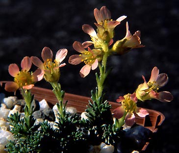 saxifraga_x_columpoda.jpg (35342 bytes)