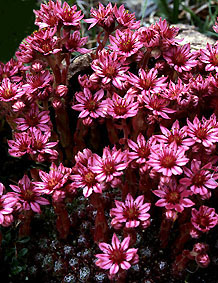 sempervivum_ arachnoidium.jpg (49525 bytes)