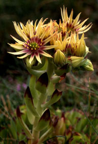 sempervivum_ grandiflorum.jpg (23575 bytes)