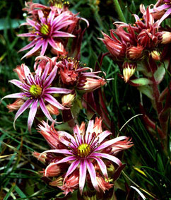 sempervivum_ grandiflorum_x_arachnoidium.jpg (44579 bytes)