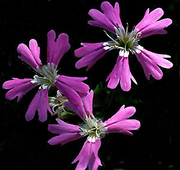 silene_hookeri.jpg (38731 bytes)