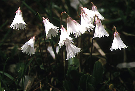 soldanella_minima.jpg (37588 bytes)