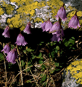 soldanella_pusilla.jpg (70671 bytes)