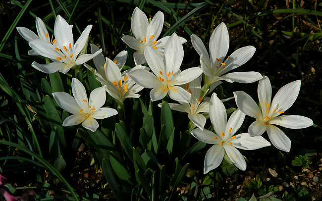 sternbergia_candida.jpg (42730 bytes)