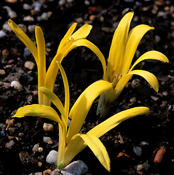 sternbergia_colchiciflora.jpg (50819 bytes)