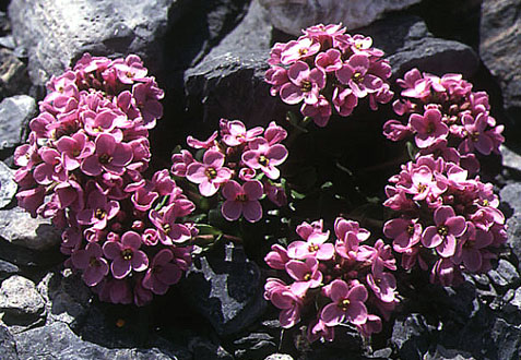 thlaspi_rotundifolium.jpg (85706 bytes)