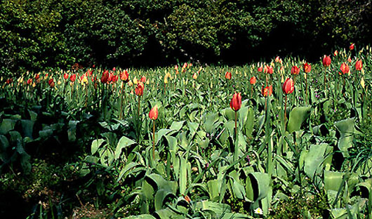 tulipa_praecox.jpg (111463 bytes)