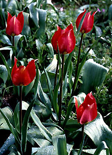 tulipa_praecox_1.jpg (46350 bytes)