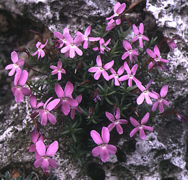 viola_delphinantha.jpg (68983 bytes)