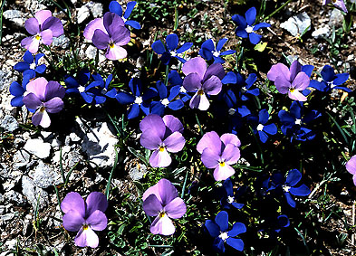 viola_graeca.jpg (98029 bytes)