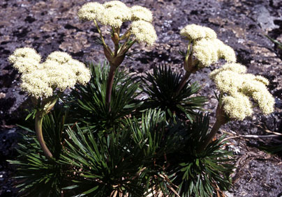aciphilla_congesta.jpg (60304 bytes)