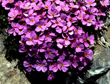 aubrieta_thessala.jpg (66993 bytes)