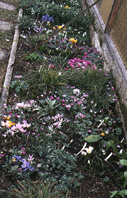 Bulb-Frame.jpg (37648 bytes)