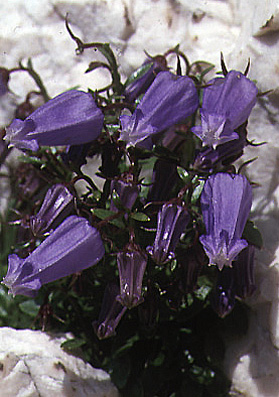 Campanula zoysii wild.jpg (72175 bytes)