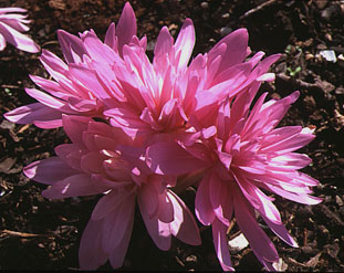 Colchicum Waterlily.jpg (39533 bytes)