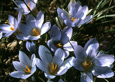 crocus_baytopiorum.jpg (53658 bytes)