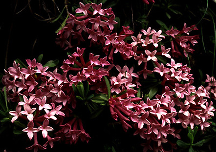 daphne_striata.jpg (95648 bytes)