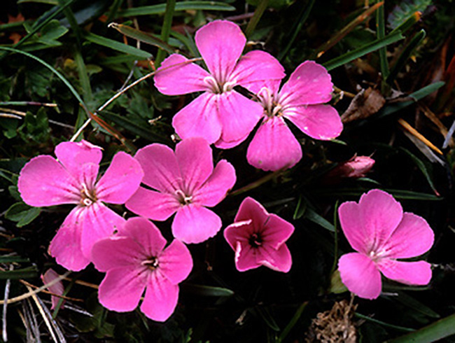 dianthus_glacialis_subsp._gelidus.jpg (79943 bytes)