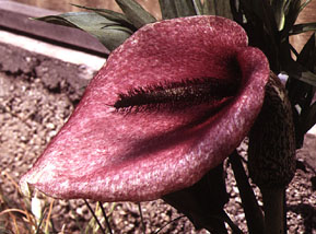 Dracunculus musci.jpg (32263 bytes)