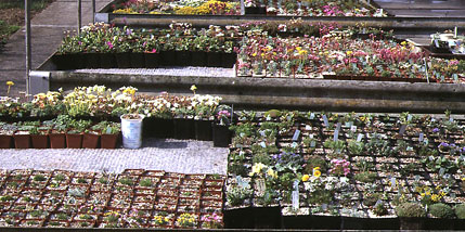 Frame 1.jpg (63420 bytes)