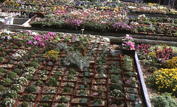 Frame 2.jpg (53455 bytes)