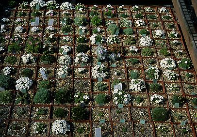 frame_androsace.jpg (159562 bytes)