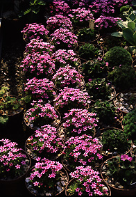 frame_androsace_ciliata.jpg (75501 bytes)