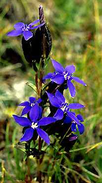 gentiana_utriculosa.jpg (39285 bytes)