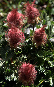 geum_reptans_seed.jpg (35127 bytes)