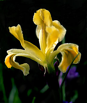 iris_fosterana.jpg (28627 bytes)