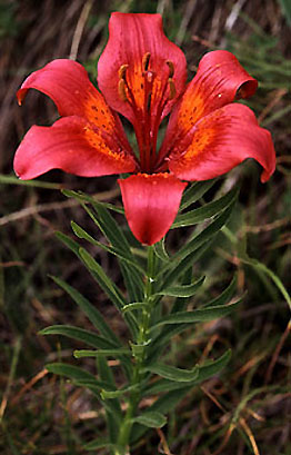 lilium_croceum.jpg (40594 bytes)
