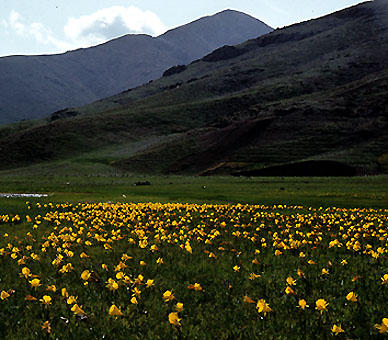 narcissus_bulbocodium_wild.jpg (66373 bytes)