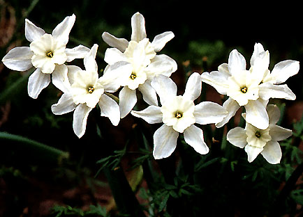 narcissus_watieri.jpg (45299 bytes)