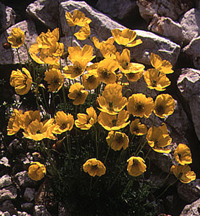 papaver_alpinum_subsp_kerneri.jpg (85952 bytes)