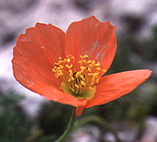 papaver_alpinum_subsp_kerneri_rot.jpg (17451 bytes)