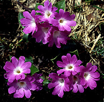primula_clusiana_wild.jpg (99130 bytes)