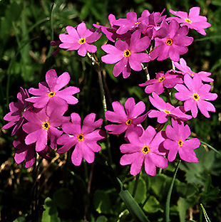 primula_farinosa.jpg (85792 bytes)