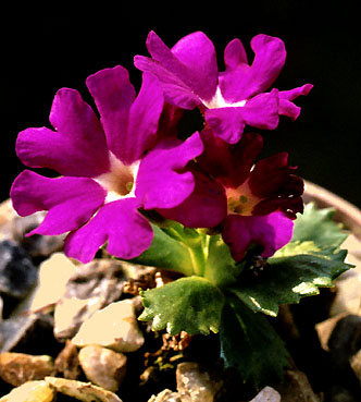 primula_x_truncata.jpg (44716 bytes)