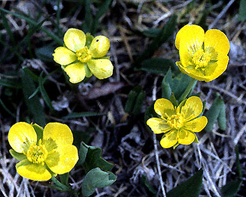 ranunculus_hybridus.jpg (61087 bytes)
