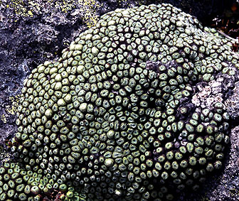 raoulia_buchananii.jpg (82480 bytes)