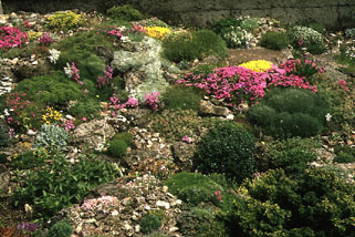 Rockgarden 2.jpg (45491 bytes)