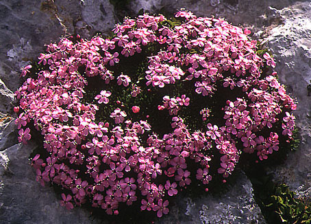 silene_acaulis.jpg (123197 bytes)
