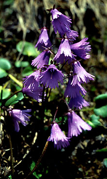 soldanella_alpina _1.jpg (40316 bytes)