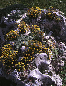 Stein.jpg (42092 bytes)